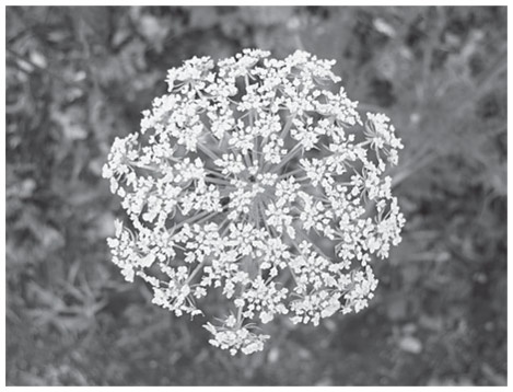 Иллюстрация к книге — Как рождаются эмоции. Революция в понимании мозга и управлении эмоциями [i_027.jpg]