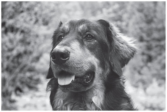 Иллюстрация к книге — Как рождаются эмоции. Революция в понимании мозга и управлении эмоциями [i_029.jpg]