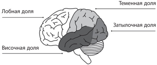 Иллюстрация к книге — Как рождаются эмоции. Революция в понимании мозга и управлении эмоциями [i_034.jpg]