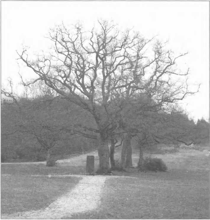 Иллюстрация к книге — Оккультные тайны Третьего рейха. Темные силы, освобожденные нацистами [i_057.jpg]