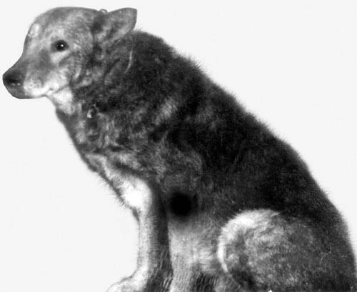 Иллюстрация к книге — Уголовный розыск. Петроград - Ленинград - Петербург [img_id015.jpg]