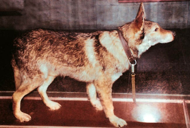 Иллюстрация к книге — Уголовный розыск. Петроград - Ленинград - Петербург [img_id081.jpg]