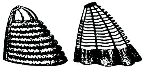 Иллюстрация к книге — Викторианский Лондон. Жизнь города [i_032.jpg]