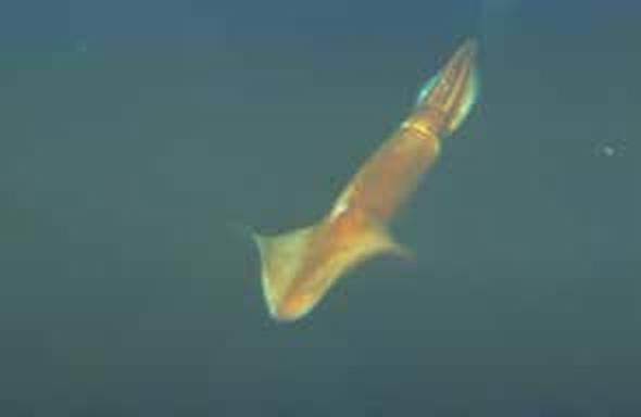 Иллюстрация к книге — Погружение разрешаю [_212.jpg]