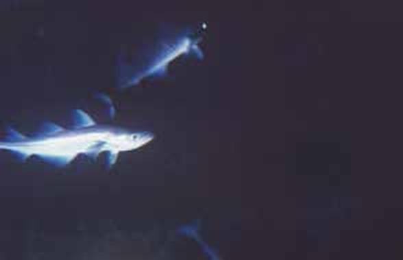 Иллюстрация к книге — Погружение разрешаю [_212_2.jpg]