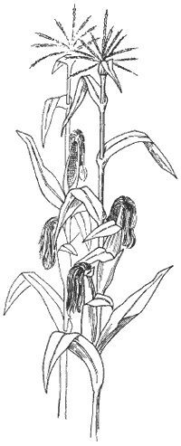 Иллюстрация к книге — Майя. Быт, религия, культура [i_006.jpg]