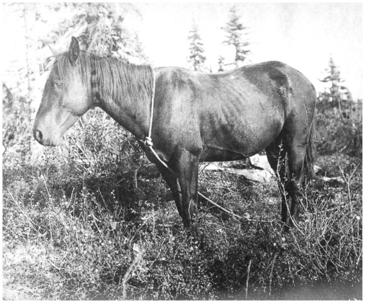 Иллюстрация к книге — Фредерик Кук на вершине континента. Возвращаем Мак-Кинли великому американцу [i_014.jpg]