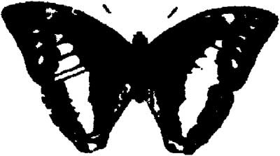 Иллюстрация к книге — Ангелы и насекомые [i_002.jpg]