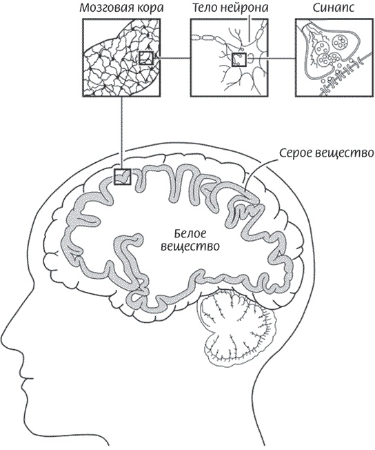 Иллюстрация к книге — Мозг всемогущий. Путеводитель по самому незаменимому органу нашего тела [i_002.jpg]
