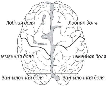 Иллюстрация к книге — Мозг всемогущий. Путеводитель по самому незаменимому органу нашего тела [i_004.jpg]