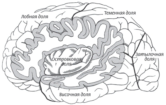 Иллюстрация к книге — Мозг всемогущий. Путеводитель по самому незаменимому органу нашего тела [i_006.jpg]
