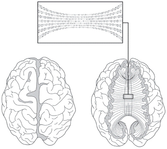 Иллюстрация к книге — Мозг всемогущий. Путеводитель по самому незаменимому органу нашего тела [i_007.jpg]