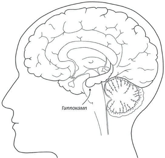 Иллюстрация к книге — Мозг всемогущий. Путеводитель по самому незаменимому органу нашего тела [i_008.jpg]