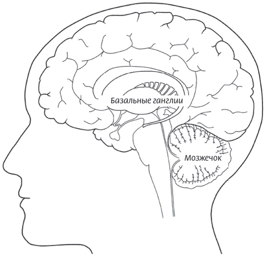 Иллюстрация к книге — Мозг всемогущий. Путеводитель по самому незаменимому органу нашего тела [i_009.jpg]