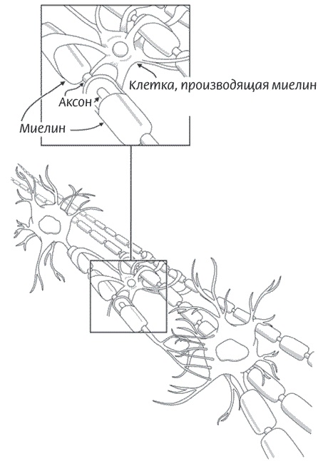 Иллюстрация к книге — Мозг всемогущий. Путеводитель по самому незаменимому органу нашего тела [i_012.jpg]