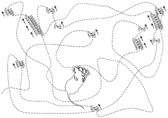 Иллюстрация к книге — Мозг всемогущий. Путеводитель по самому незаменимому органу нашего тела [i_015.jpg]