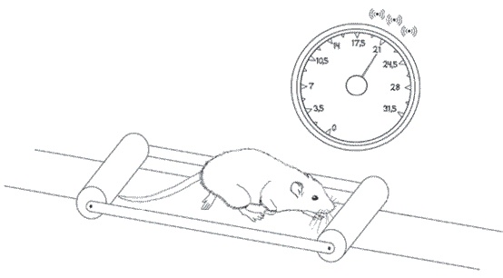 Иллюстрация к книге — Мозг всемогущий. Путеводитель по самому незаменимому органу нашего тела [i_017.jpg]
