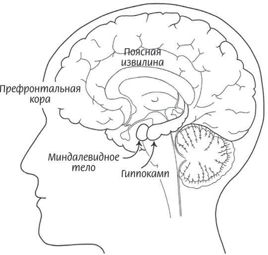 Иллюстрация к книге — Мозг всемогущий. Путеводитель по самому незаменимому органу нашего тела [i_019.jpg]