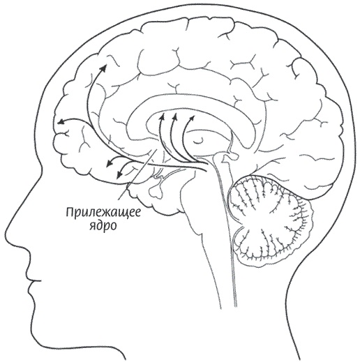 Иллюстрация к книге — Мозг всемогущий. Путеводитель по самому незаменимому органу нашего тела [i_021.jpg]
