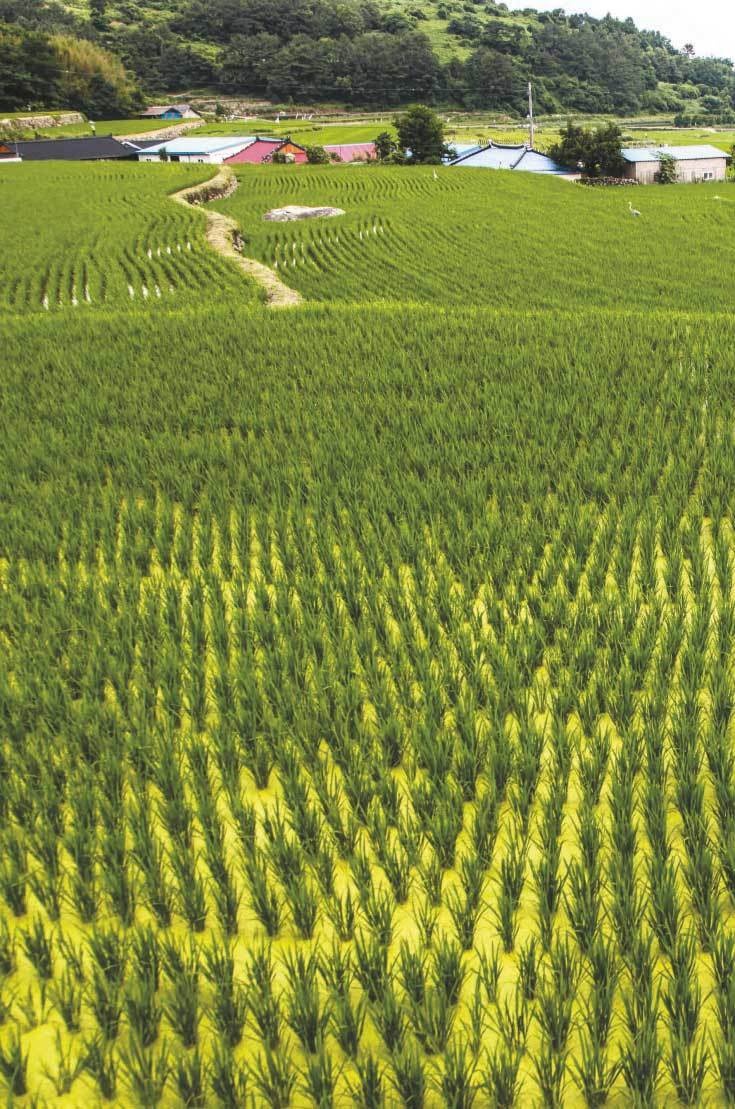 Иллюстрация к книге — Южная Корея [i_028.jpg]