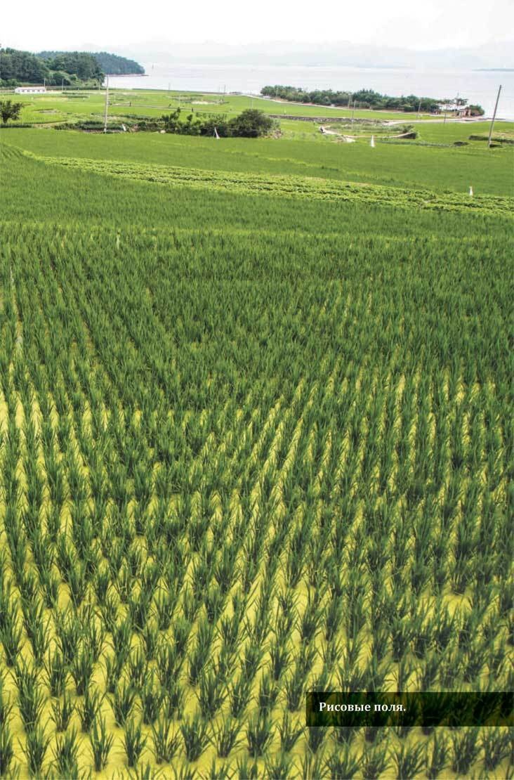 Иллюстрация к книге — Южная Корея [i_029.jpg]