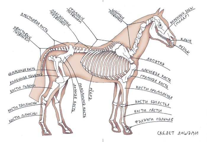 Иллюстрация к книге — Школа верховой езды для начинающих [i_007.jpg]