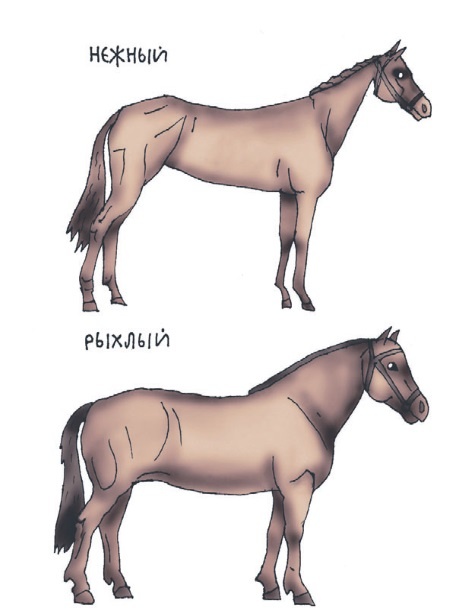 Иллюстрация к книге — Школа верховой езды для начинающих [i_010.jpg]