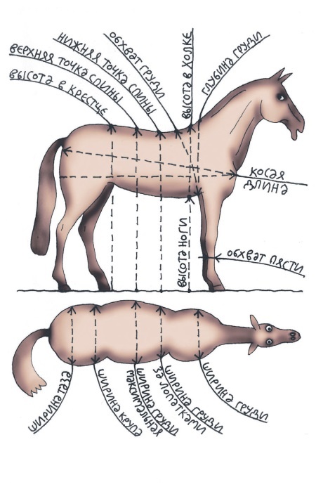 Иллюстрация к книге — Школа верховой езды для начинающих [i_016.jpg]