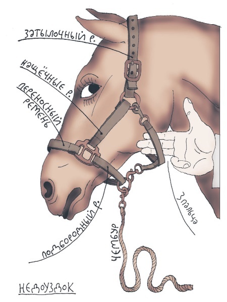 Иллюстрация к книге — Школа верховой езды для начинающих [i_023.jpg]