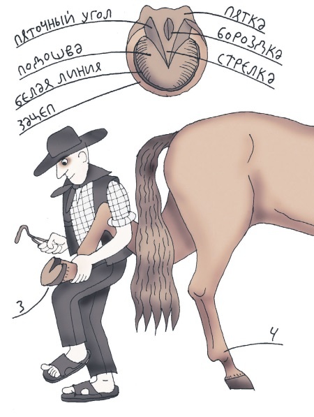 Иллюстрация к книге — Школа верховой езды для начинающих [i_029.jpg]