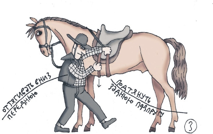 Иллюстрация к книге — Школа верховой езды для начинающих [i_049.jpg]