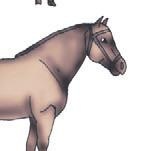 Иллюстрация к книге — Школа верховой езды для начинающих [i_058.jpg]