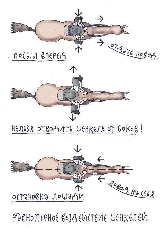 Иллюстрация к книге — Школа верховой езды для начинающих [i_070.jpg]