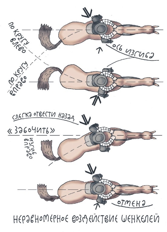 Иллюстрация к книге — Школа верховой езды для начинающих [i_071.jpg]