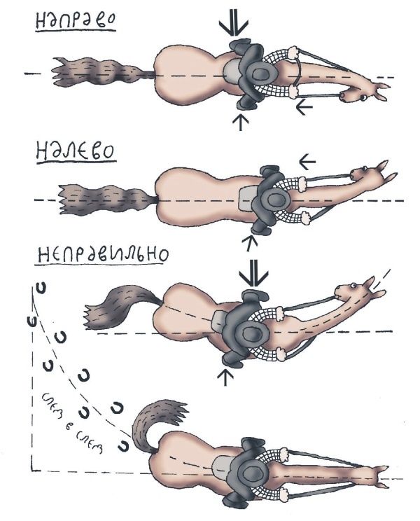 Иллюстрация к книге — Школа верховой езды для начинающих [i_077.jpg]
