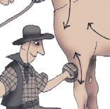 Иллюстрация к книге — Школа верховой езды для начинающих [i_090.jpg]