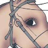 Иллюстрация к книге — Школа верховой езды для начинающих [i_094.jpg]