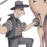 Иллюстрация к книге — Школа верховой езды для начинающих [i_109.jpg]