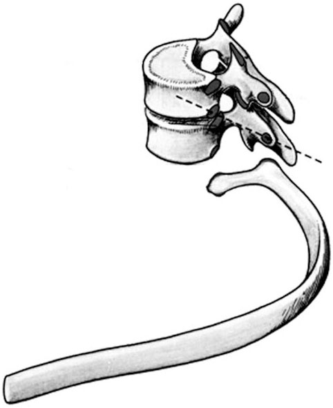 Иллюстрация к книге — Чтобы спина не болела [_017.jpg]