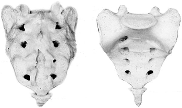 Иллюстрация к книге — Чтобы спина не болела [_019.jpg]