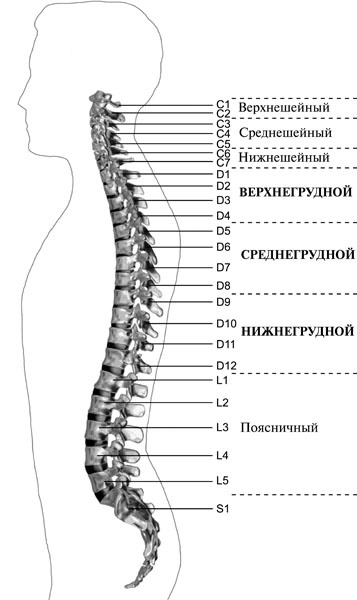 Иллюстрация к книге — Чтобы спина не болела [_069.jpg]