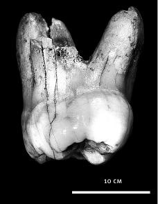 Иллюстрация к книге — Неандерталец. В поисках исчезнувших геномов [_24.jpg]