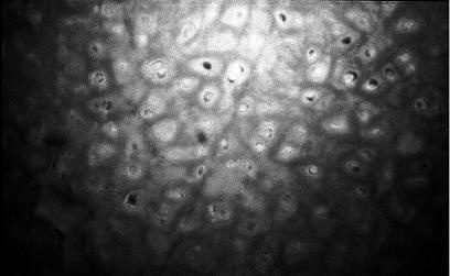 Иллюстрация к книге — Неандерталец. В поисках исчезнувших геномов [_6.jpg]