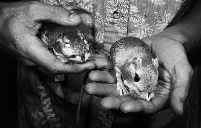 Иллюстрация к книге — Неандерталец. В поисках исчезнувших геномов [_7.jpg]