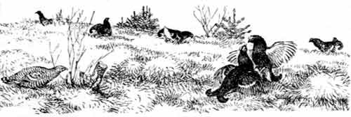 Иллюстрация к книге — Пернатые многоженцы [_02.jpg]