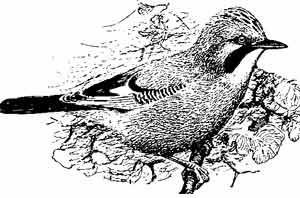 Иллюстрация к книге — Пернатые многоженцы [_05.jpg]