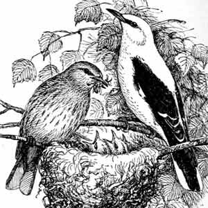 Иллюстрация к книге — Пернатые многоженцы [_06.jpg]