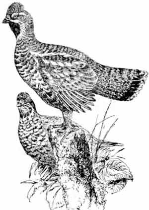 Иллюстрация к книге — Пернатые многоженцы [_09.jpg]