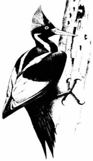 Иллюстрация к книге — Пернатые многоженцы [_102.jpg]