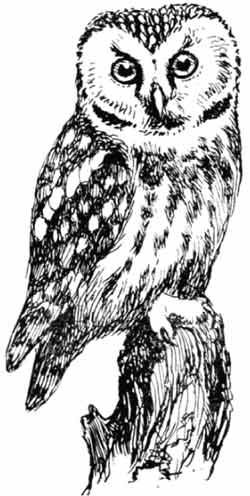 Иллюстрация к книге — Пернатые многоженцы [_104.jpg]